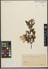 Foto von Salix waldsteiniana Willd.